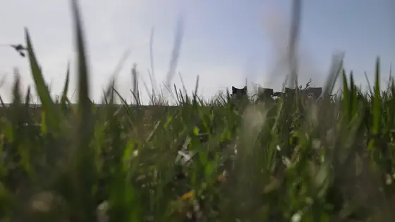 Grass level, aircraft beyond